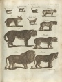 EncyclopaediaDictionary1798V7Illustration.jpg