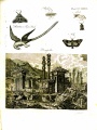 EncyclopaediaDictionary1798V14Illustration.jpg